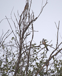 Scissot tailed Flycatcher at fall migration 6002